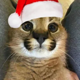 🧑‍🎄