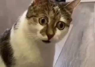 👀
