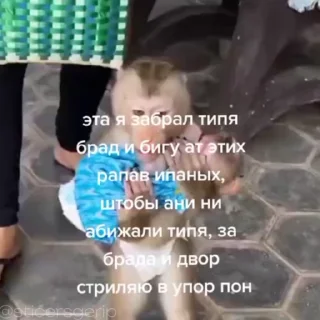 • обезьянки • » @sticersgerip «