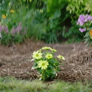 🌼