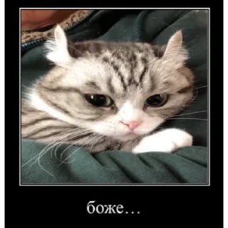 🐱
