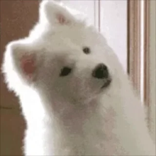 🐶