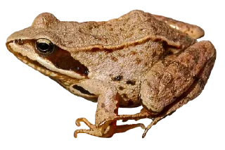 🐸
