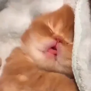 😴