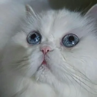 😺