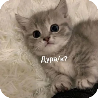 🐱