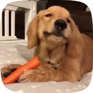 🐶