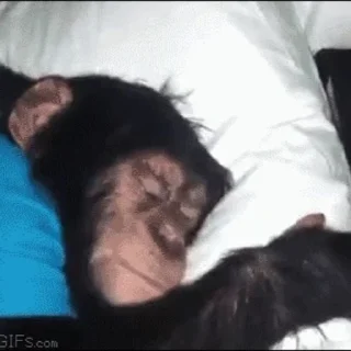 🐒