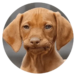 🐶
