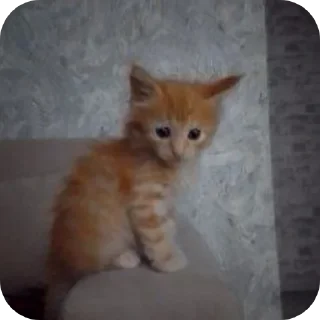 🐱