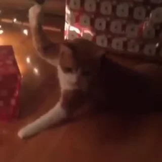 🌟