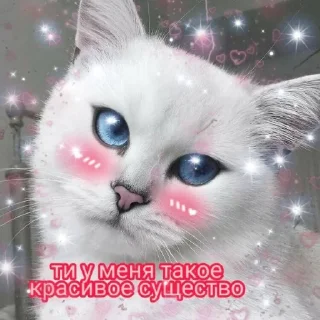 😻