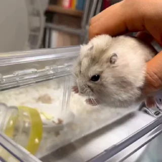 🐭