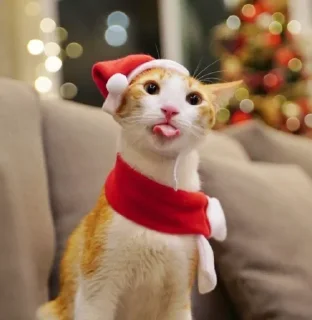 🐈