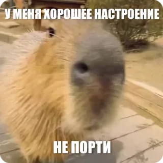 😎