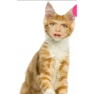 🙀