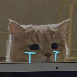 😿