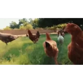🐔