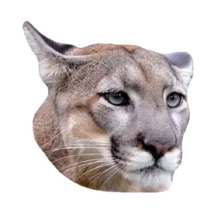 🐱