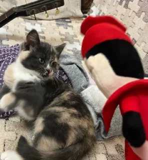 ☠️