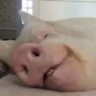 🐷