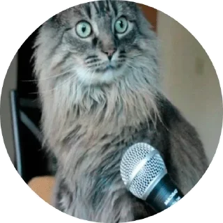 😺
