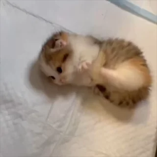 🌟