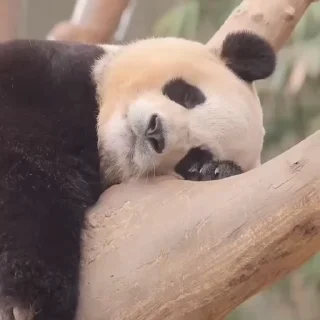 🌞
