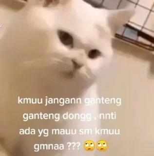 🐶
