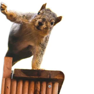😼