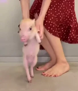 💃