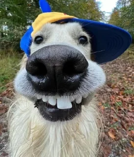🌟