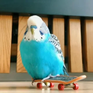 🛹