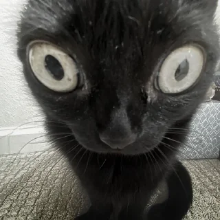 🐈‍⬛