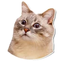 😮