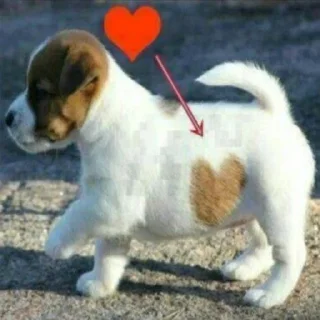 🐶