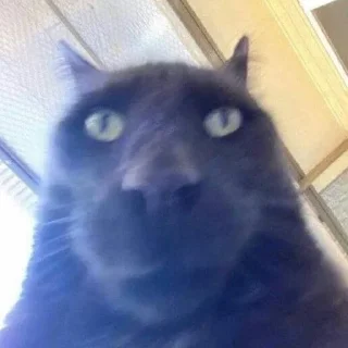 🐈‍⬛