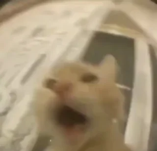 🐈‍⬛