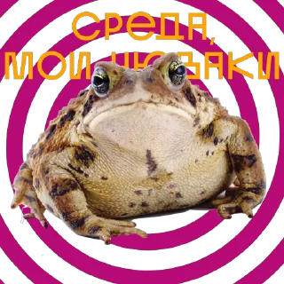 🐸