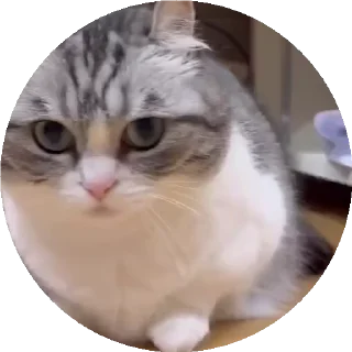 😺