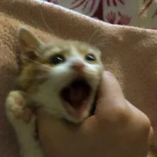 😺