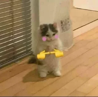 🐱