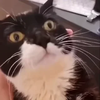 🤩