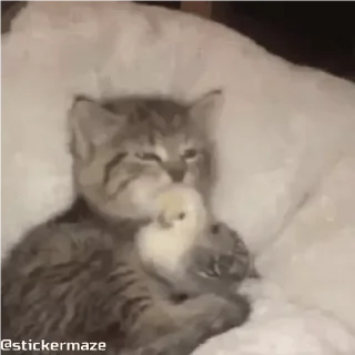 🐤