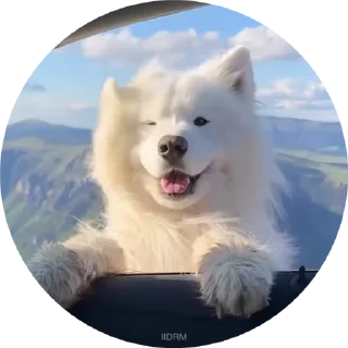 🐶