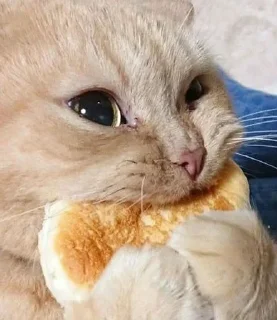 🧀