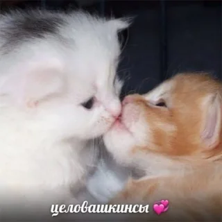 😘