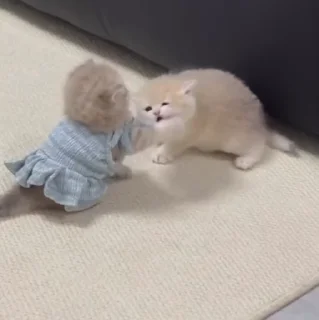 🐱