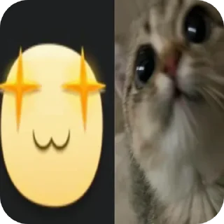 🐱