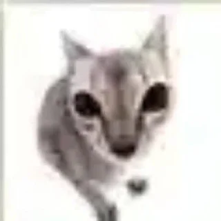 🐱